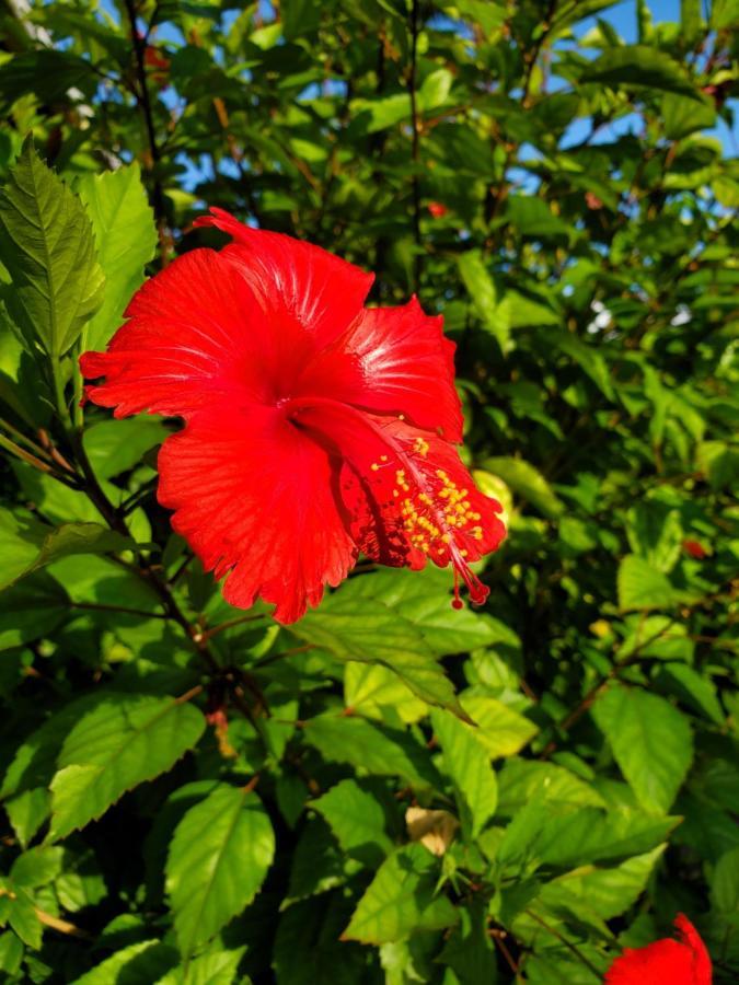 La Diguoise Otel La Digue Dış mekan fotoğraf