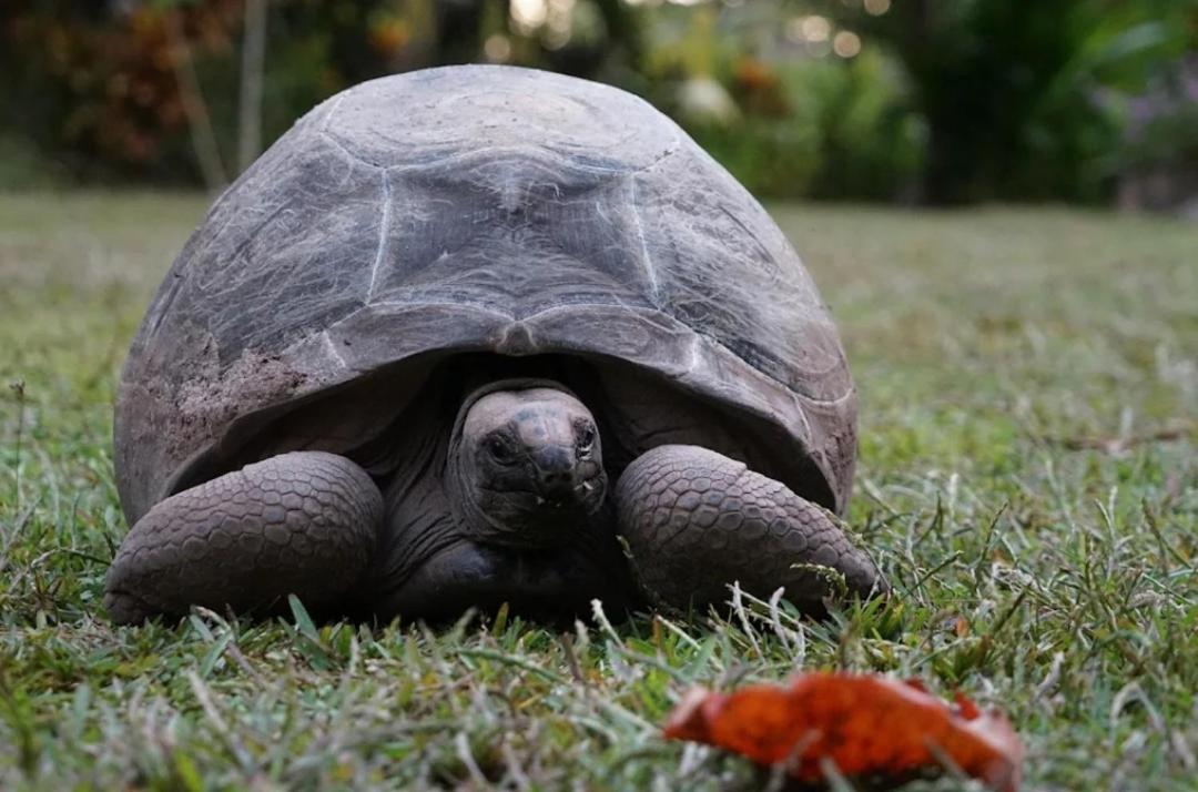 La Diguoise Otel La Digue Dış mekan fotoğraf